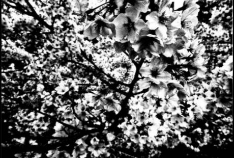 Destiny and Flowers